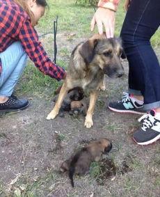 最新台湾狗崽爆料视频 第1张 最新台湾狗崽爆料视频 第1张